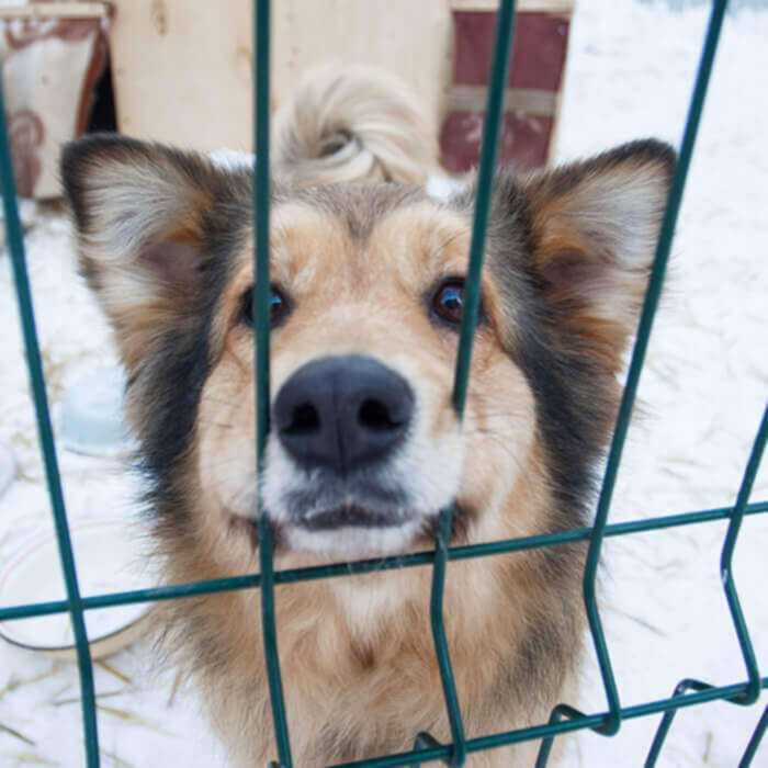 Sevimli Evcil Dostlarınız İçin Panel Çit Köpek Kafesleri Yapıyoruz