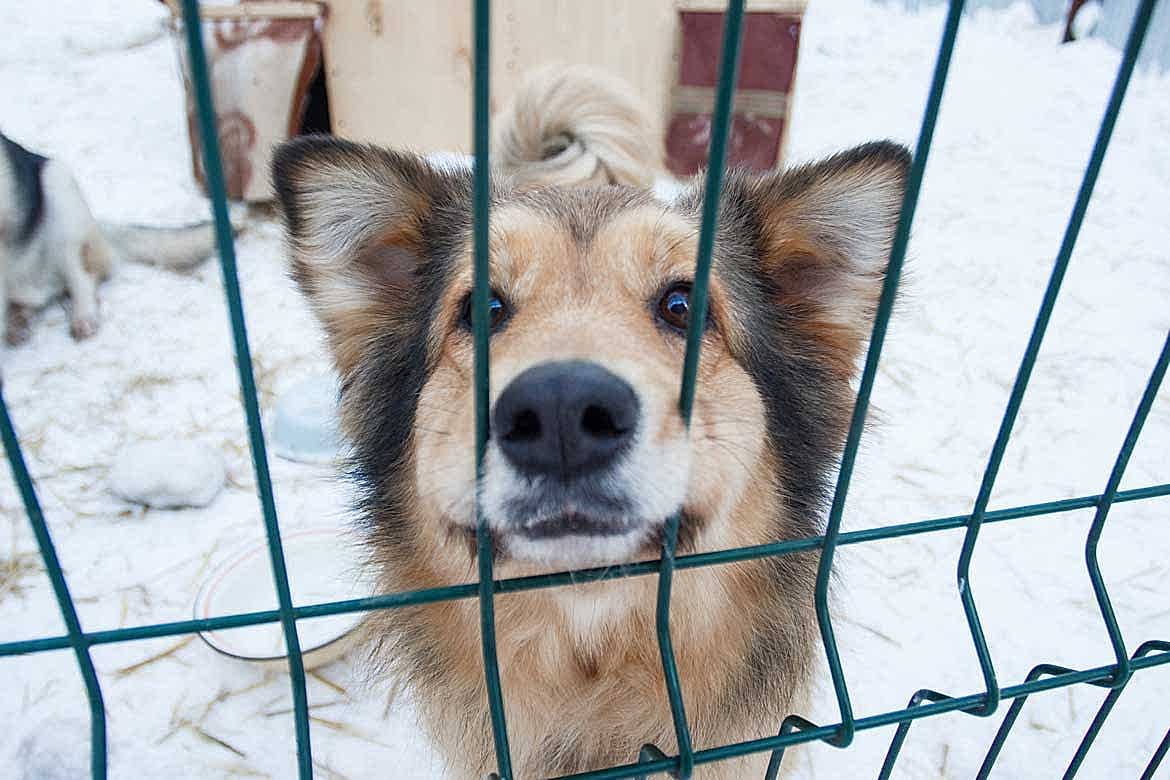 Bahçe Çitleri, Köpek Kafesleri, Tavuk, Keklik, Güvercin Kafesleri gibi özel alanlar